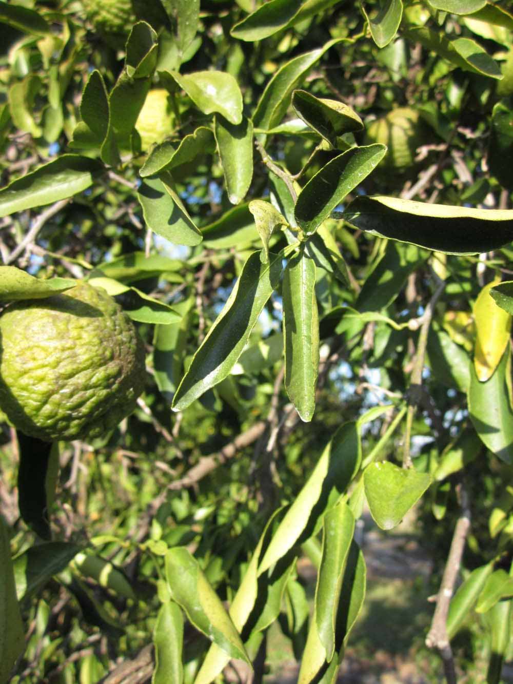            Sun leaves (Winter Haven, FL)   